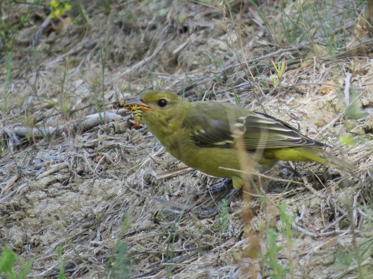 Western Tanager - ML608406517