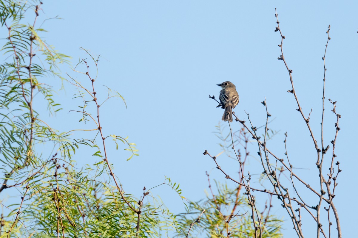 Least Flycatcher - ML608406531