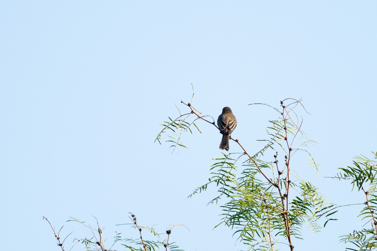 Least Flycatcher - ML608406535