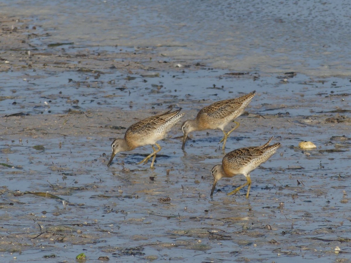 Short-billed Dowitcher - ML608406536