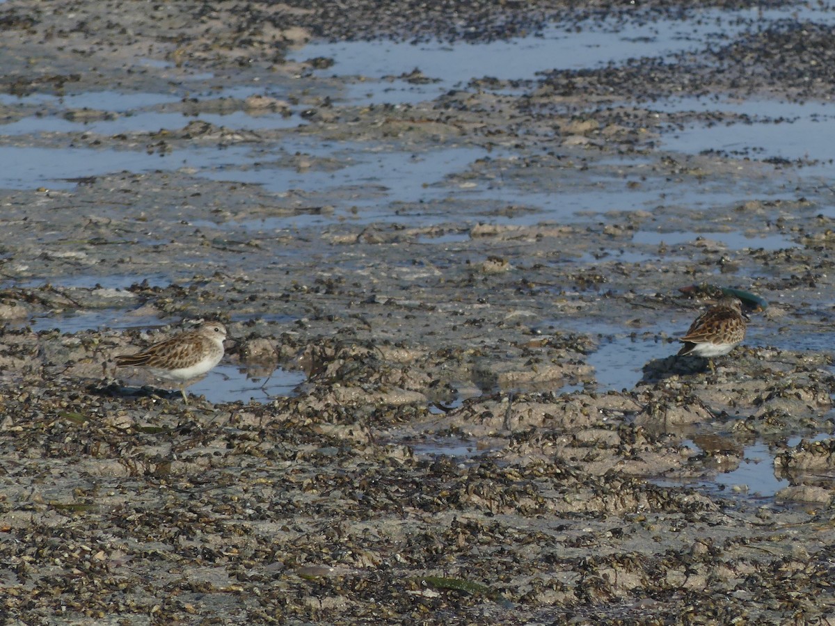Least Sandpiper - ML608406544