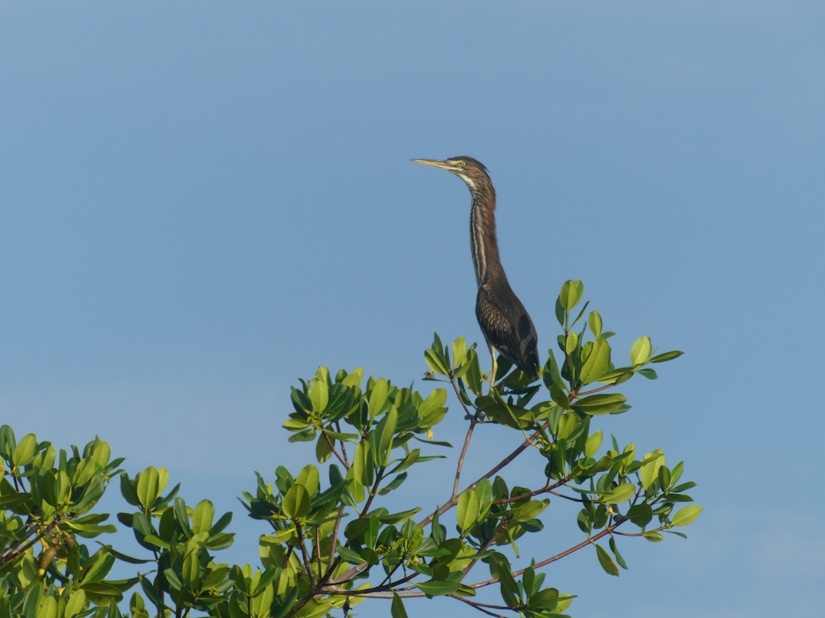 Green Heron - ML608406549