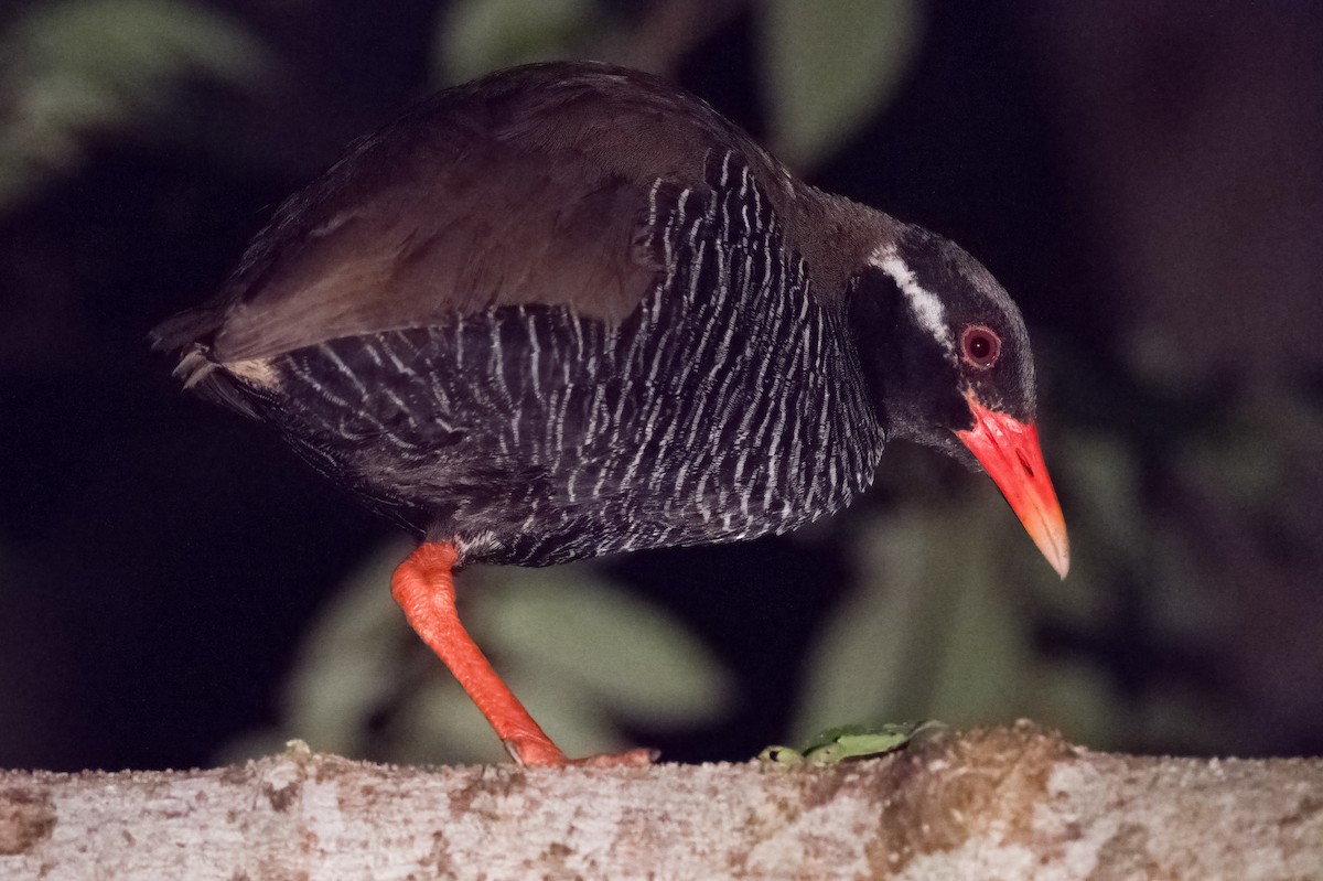 Okinawa Rail - ML608406563