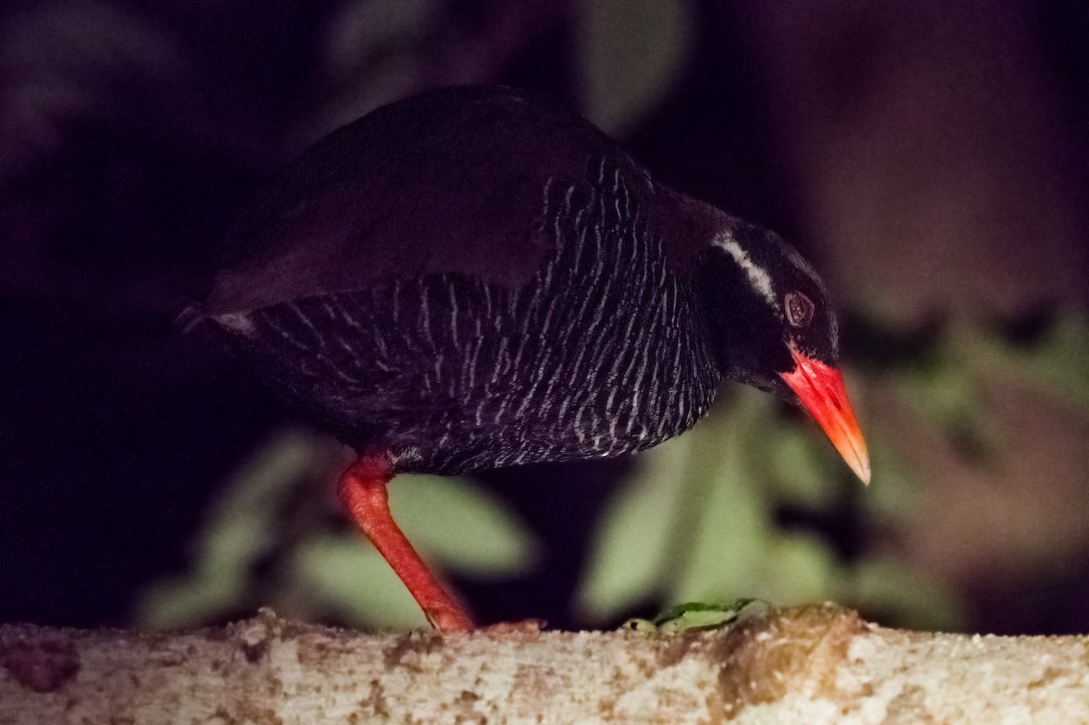 Okinawa Rail - ML608406564