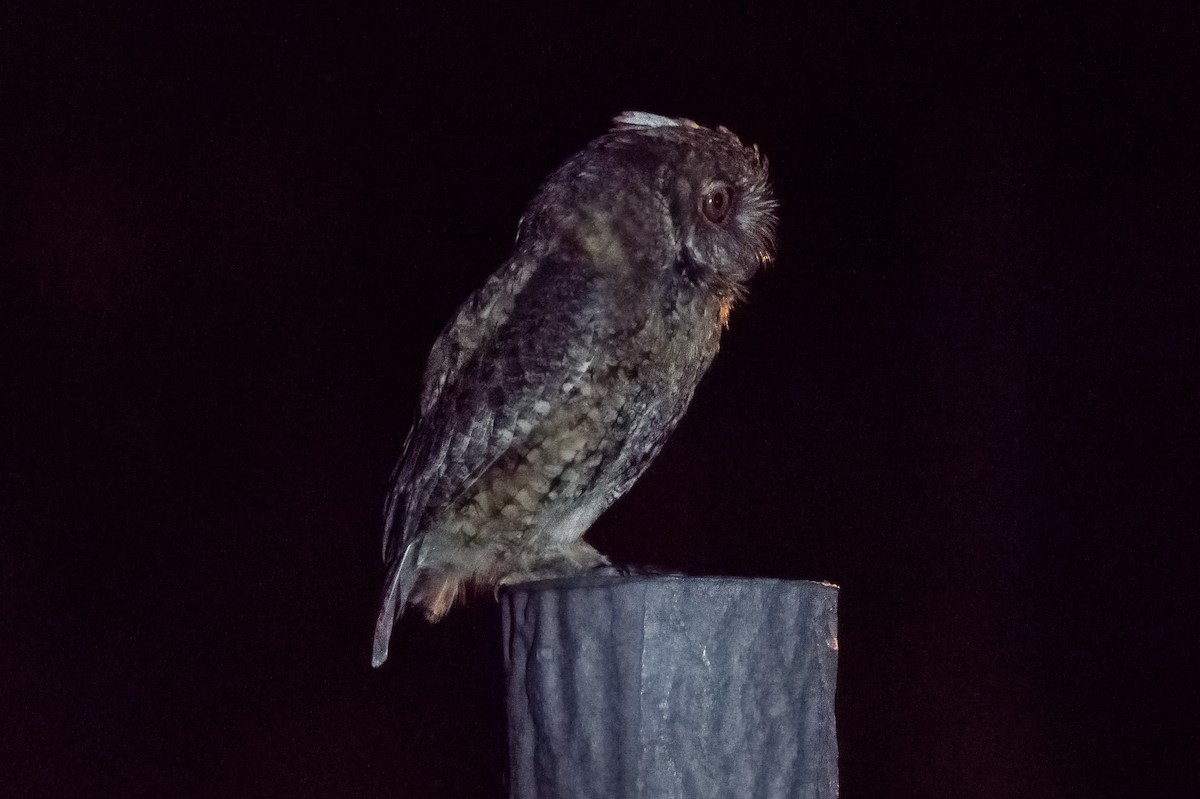 Japanese Scops-Owl - ML608406595