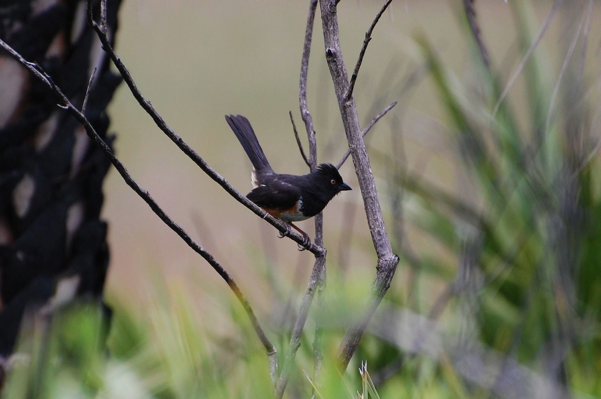 Eastern Towhee - ML608406602