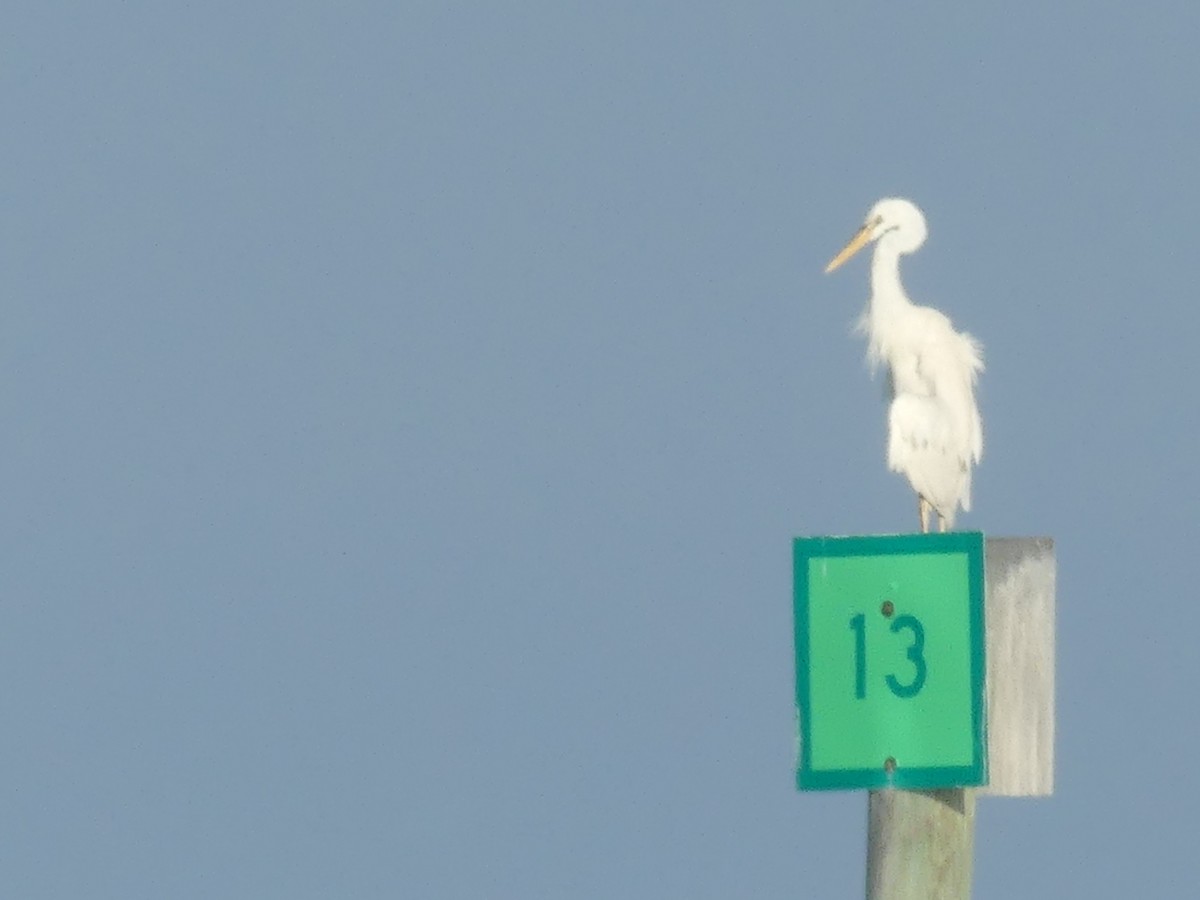 Great Blue Heron (Great White) - ML608406604