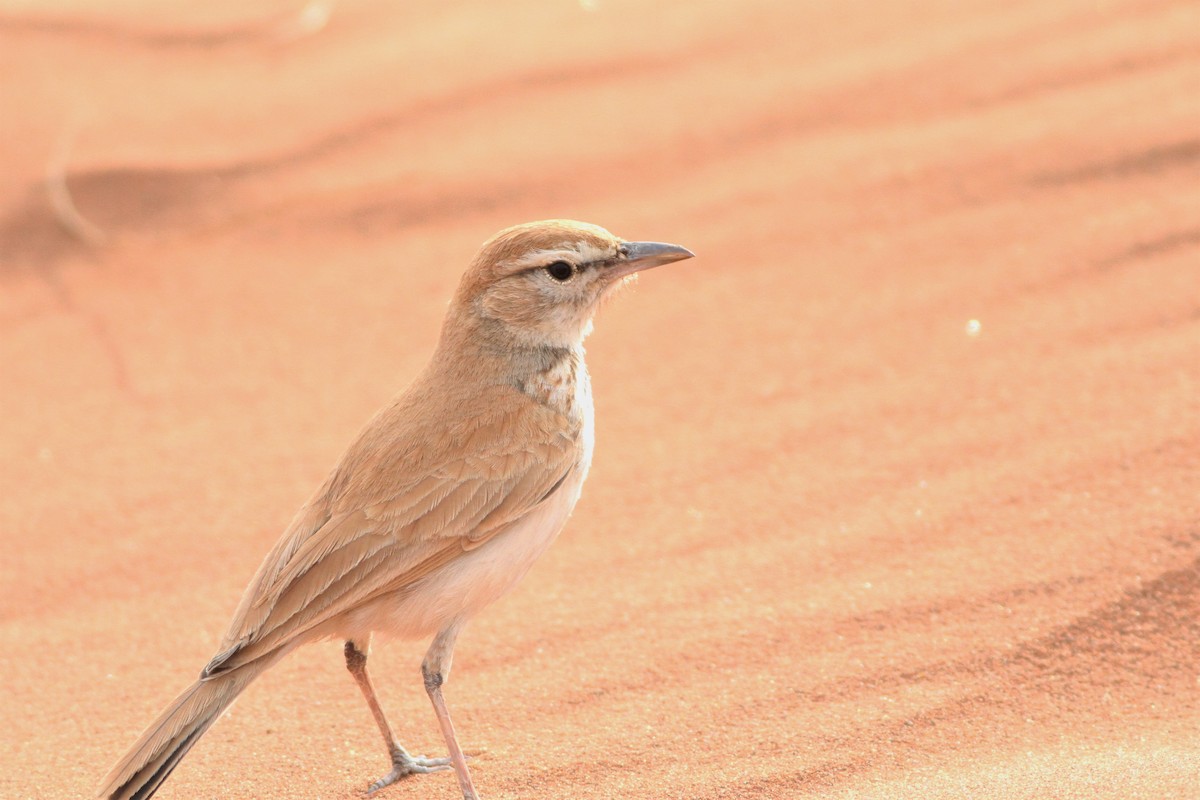 Dune Lark - Alex Bayly