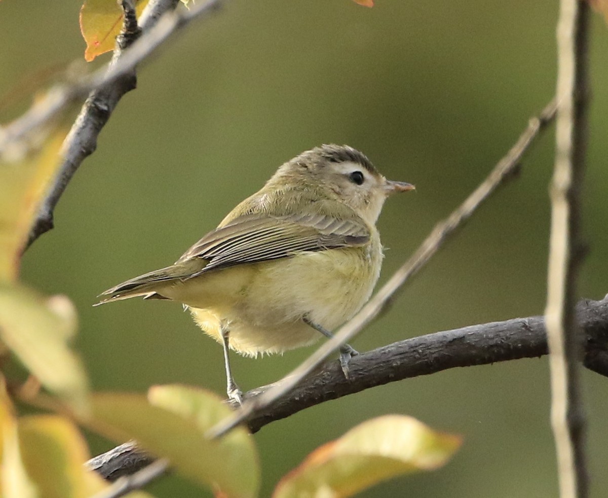 Warbling Vireo - Janice Miller