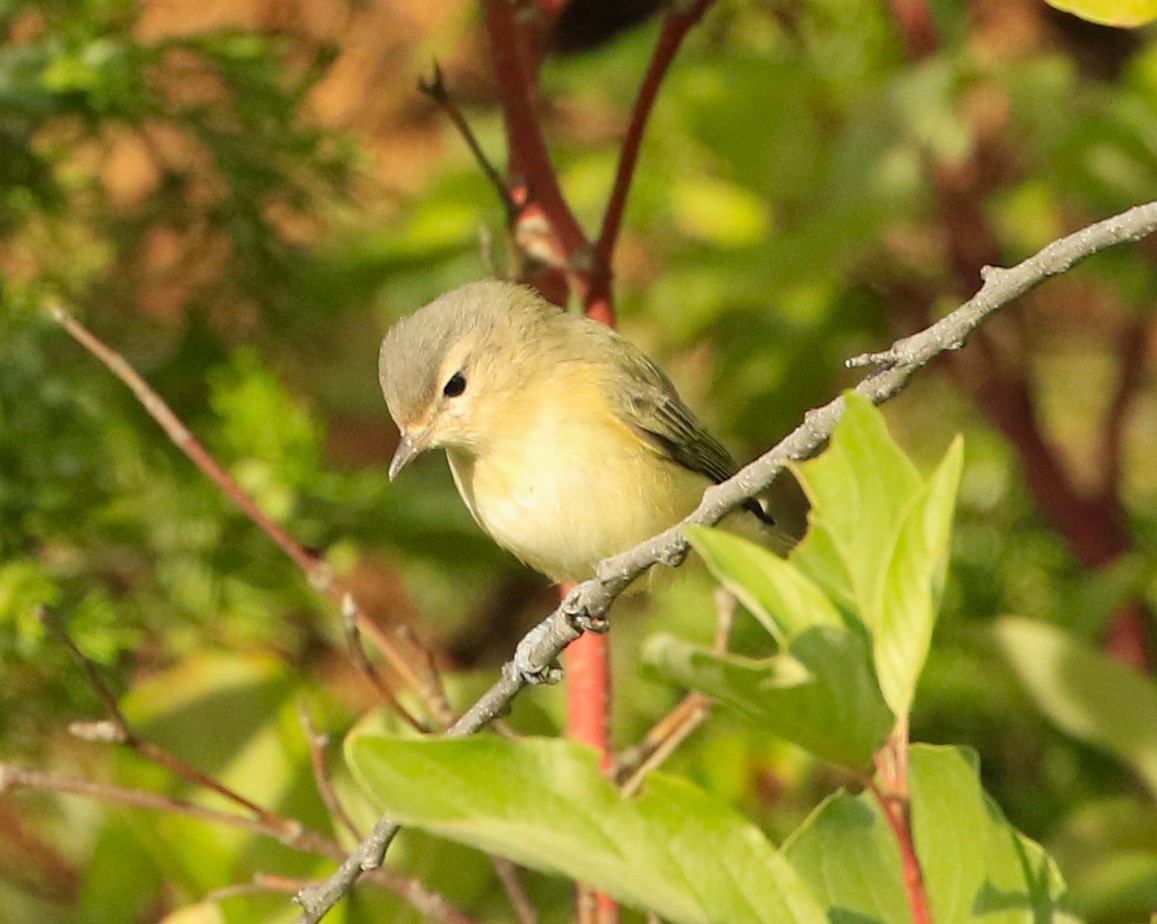 Warbling Vireo - Janice Miller