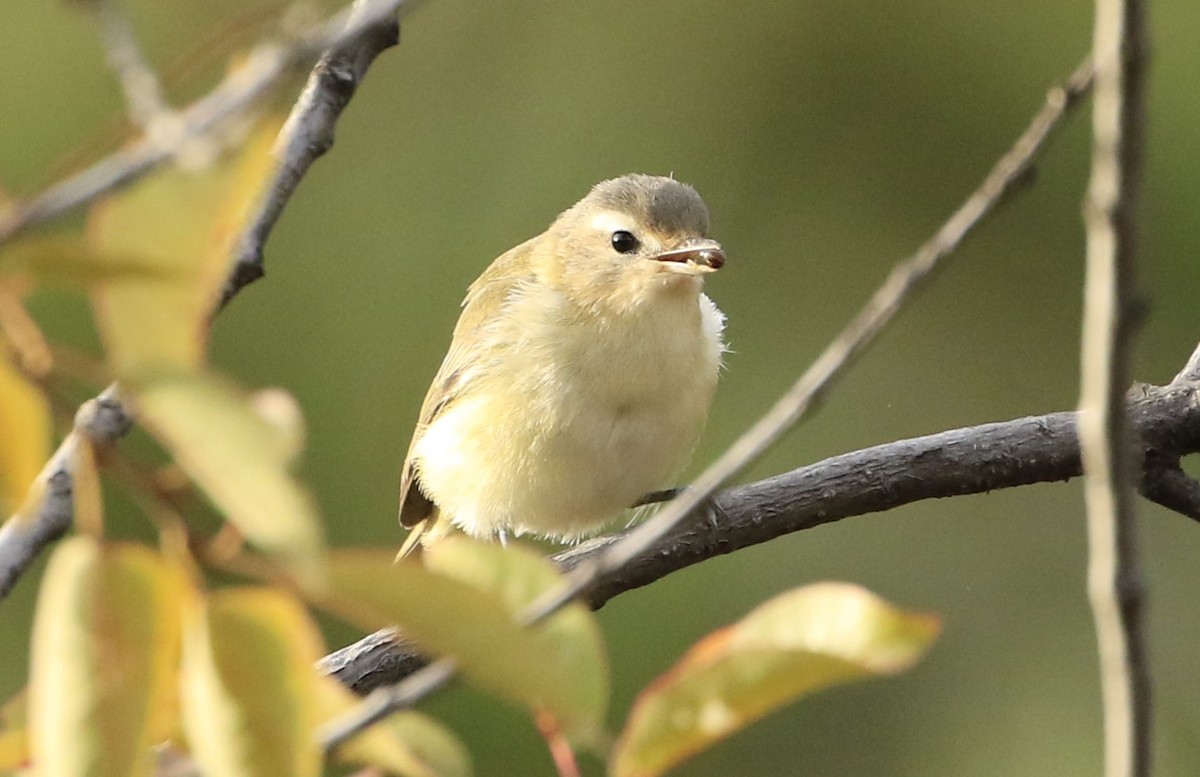 Warbling Vireo - Janice Miller