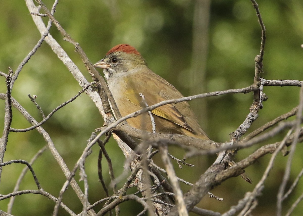 Green-tailed Towhee - ML608406766