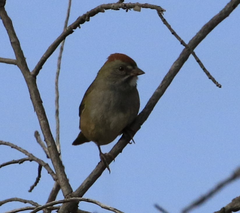 Green-tailed Towhee - Janice Miller