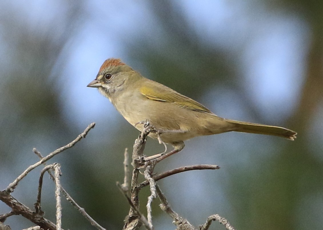 Green-tailed Towhee - Janice Miller