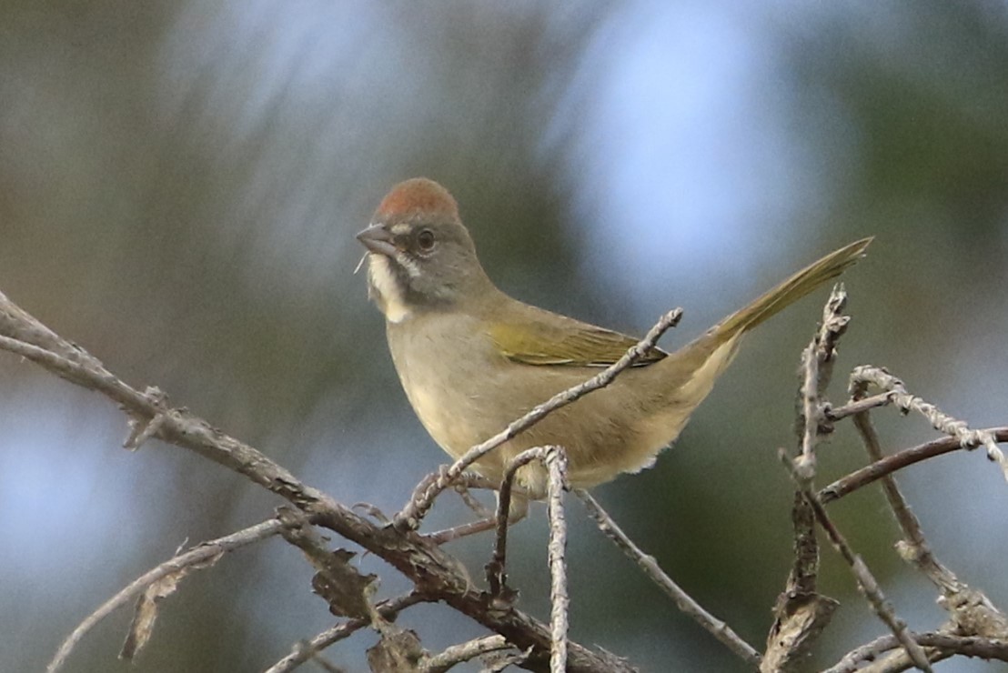 Green-tailed Towhee - Janice Miller