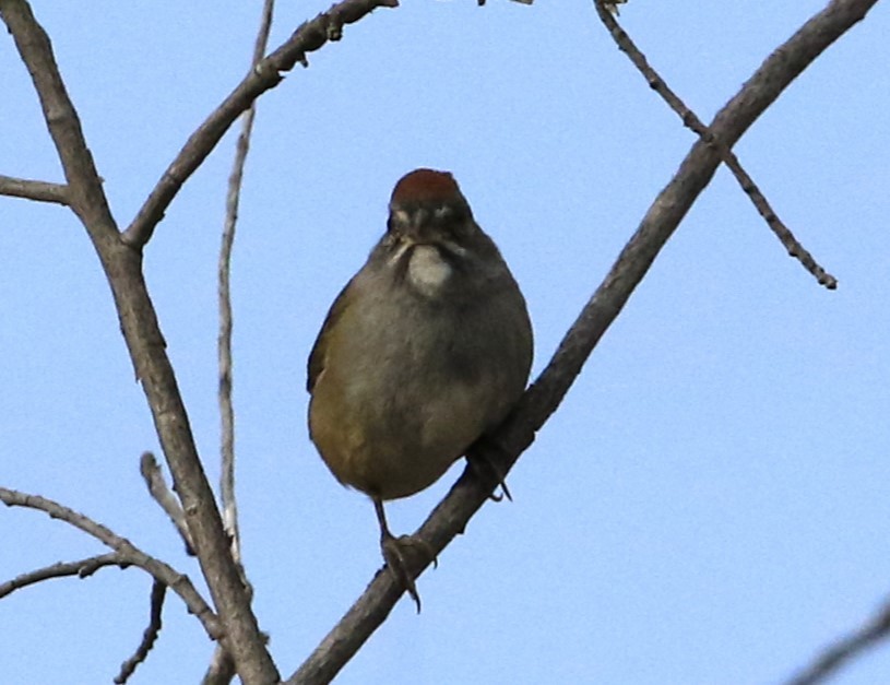 Green-tailed Towhee - ML608406770