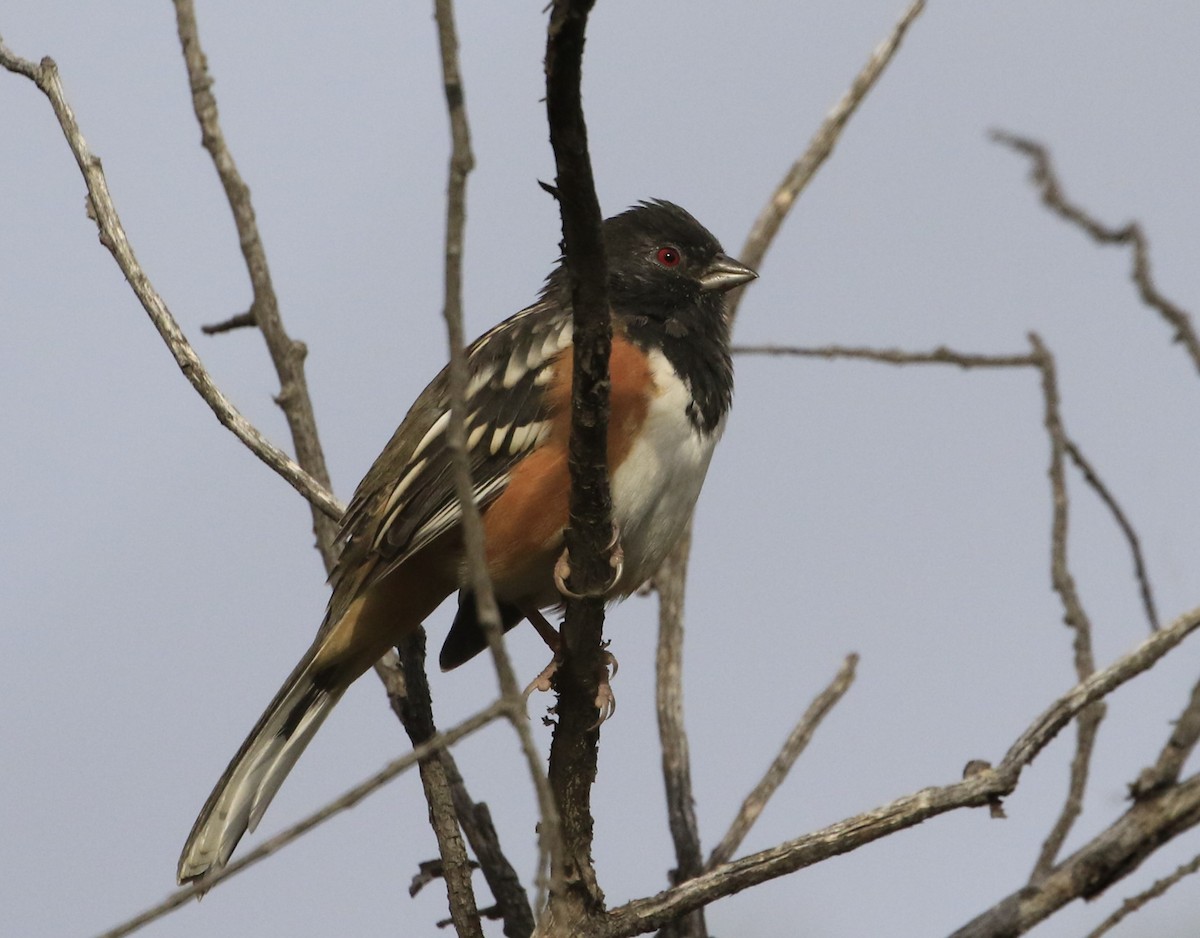 Spotted Towhee - Janice Miller