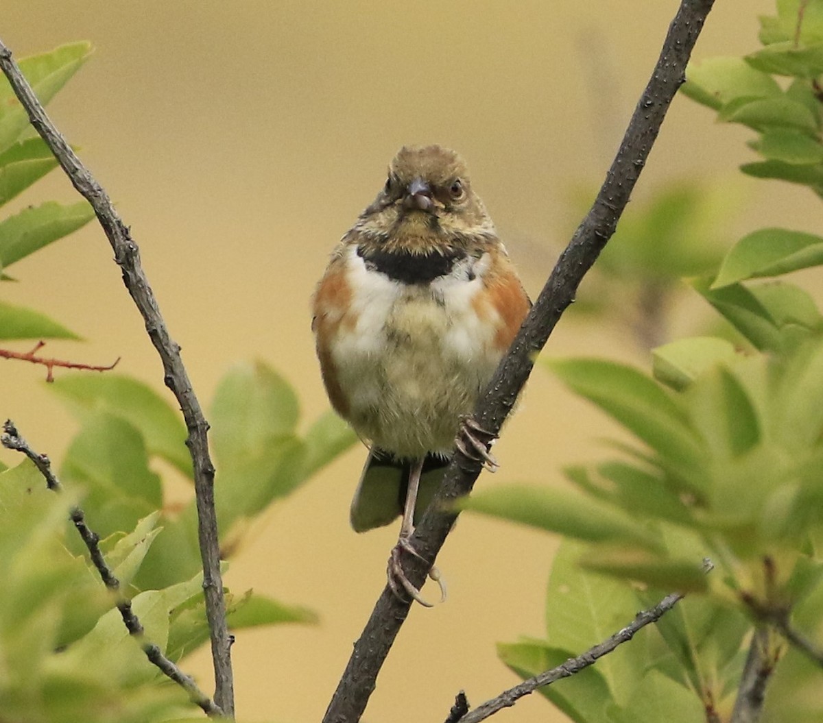 Spotted Towhee - Janice Miller