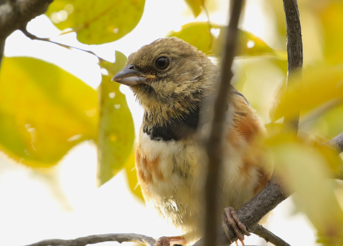 Spotted Towhee - Janice Miller