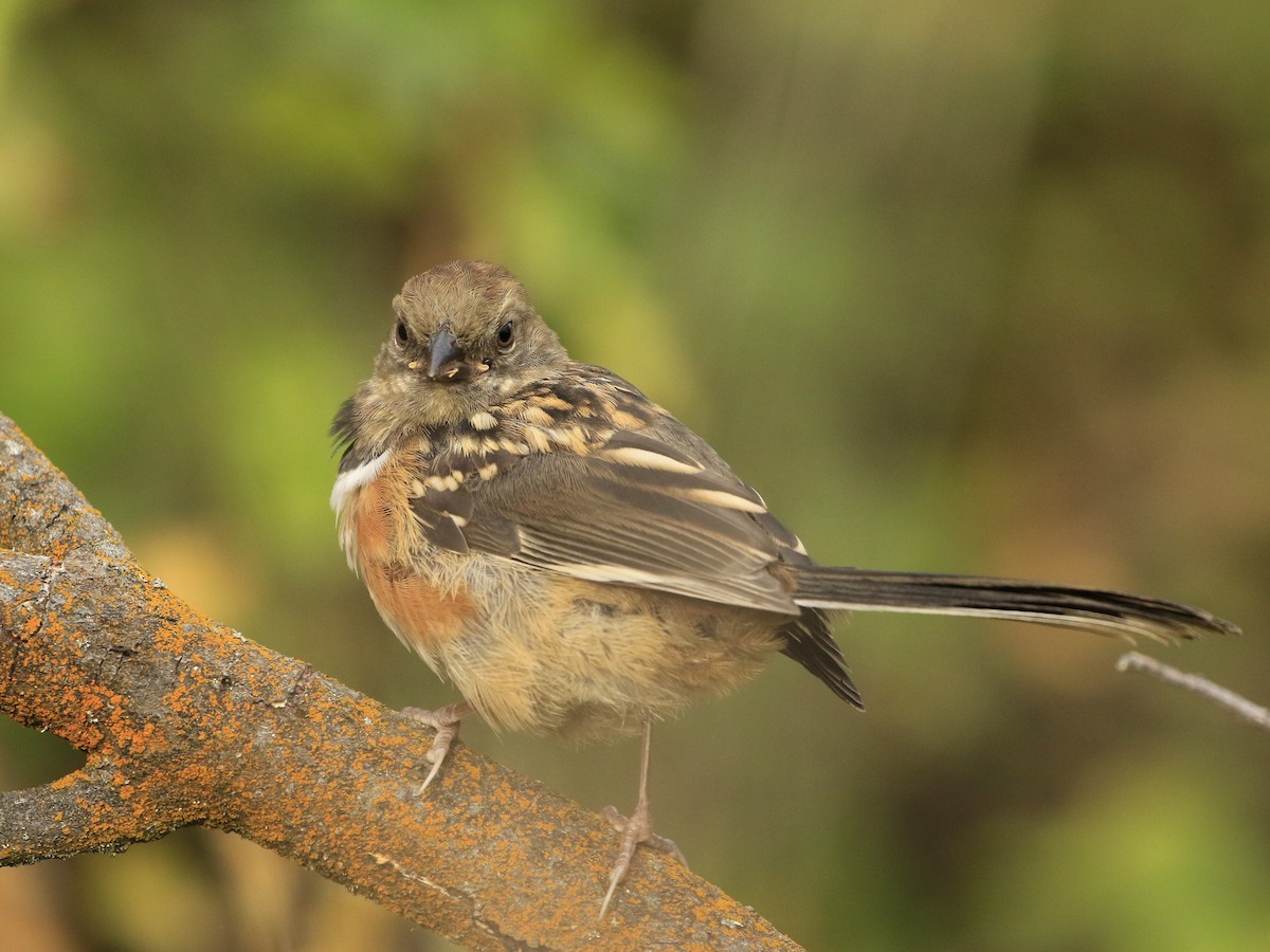 Spotted Towhee - Janice Miller