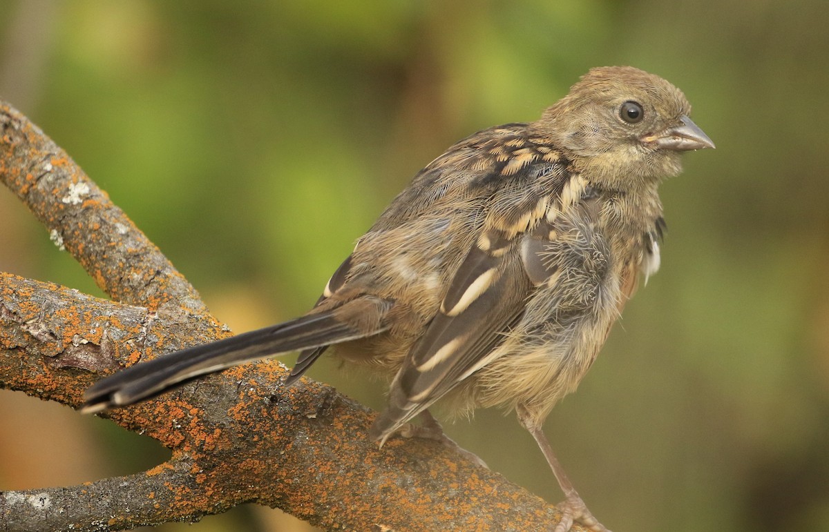 Spotted Towhee - ML608406798