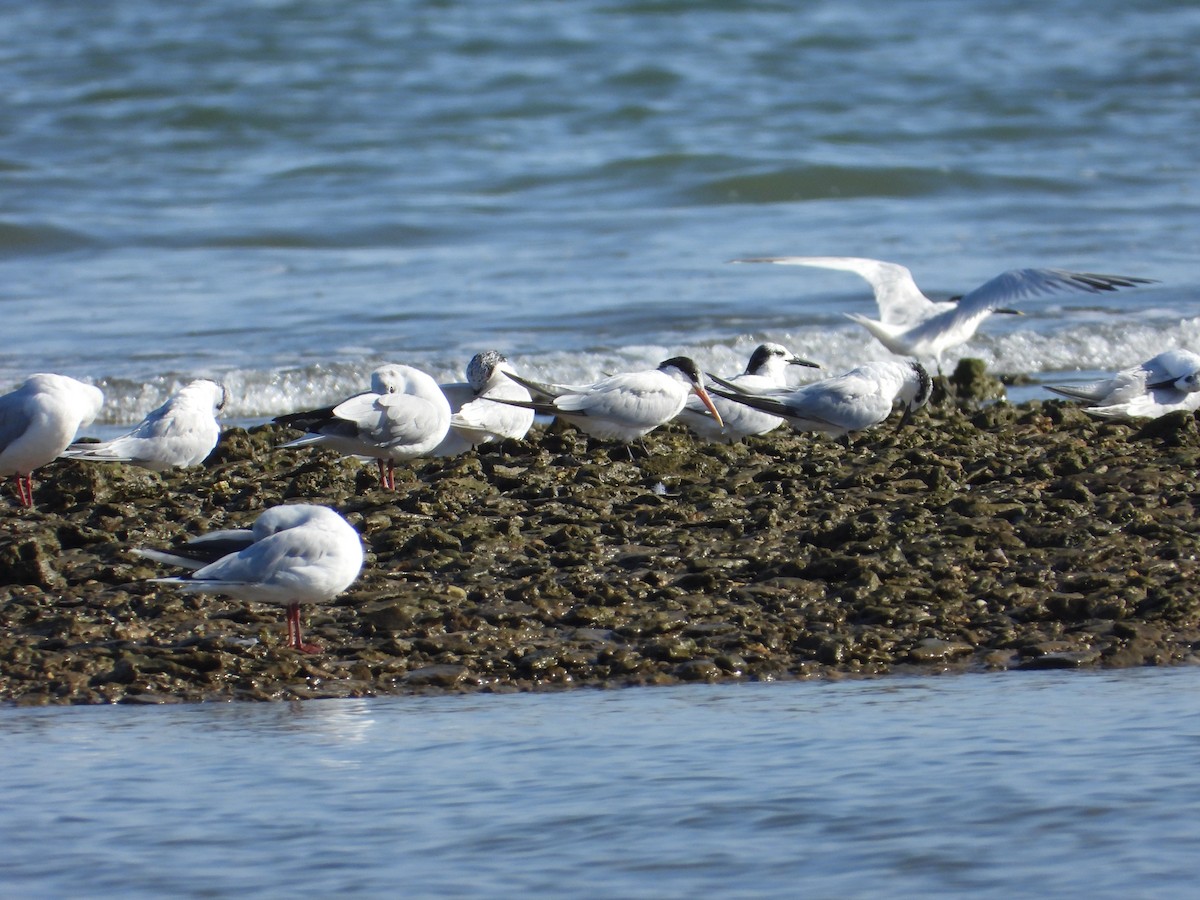 Elegant Tern - Juan Carlos Salgado Romero