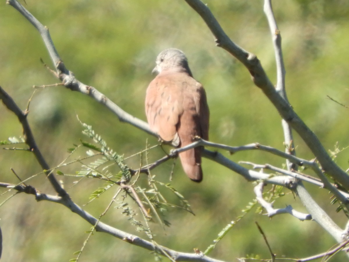 Ruddy Ground Dove - ML608406863