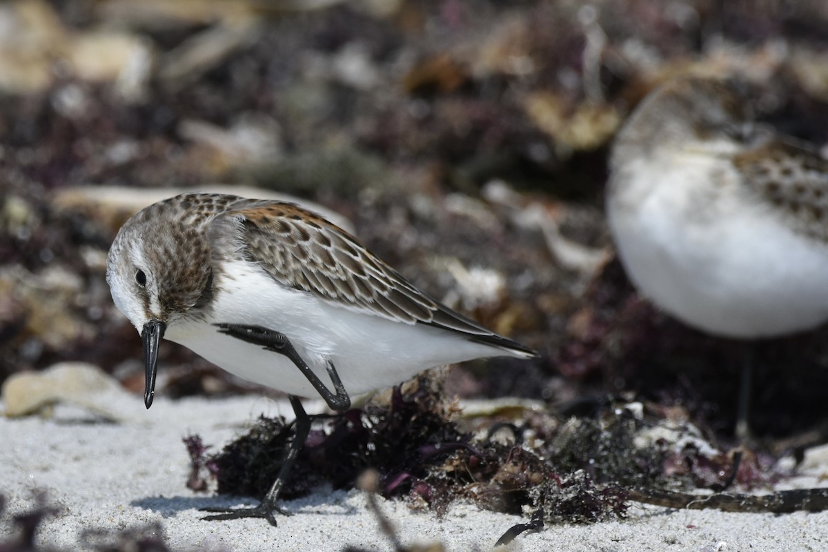 Western Sandpiper - Ian Doherty