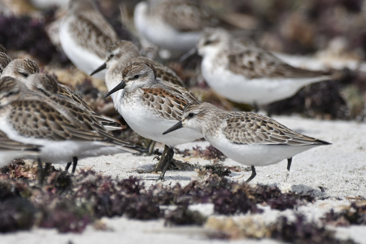 Western Sandpiper - Ian Doherty