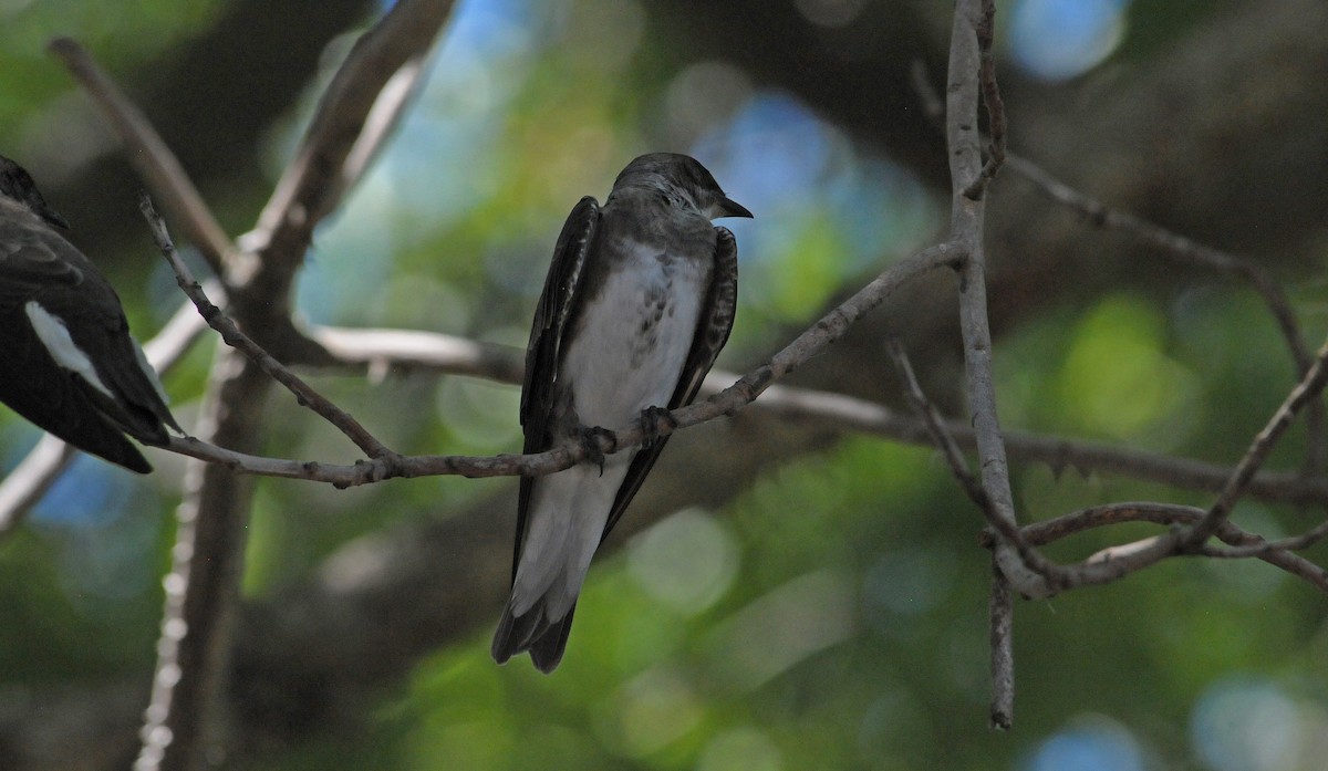 taperasvale - ML608406895