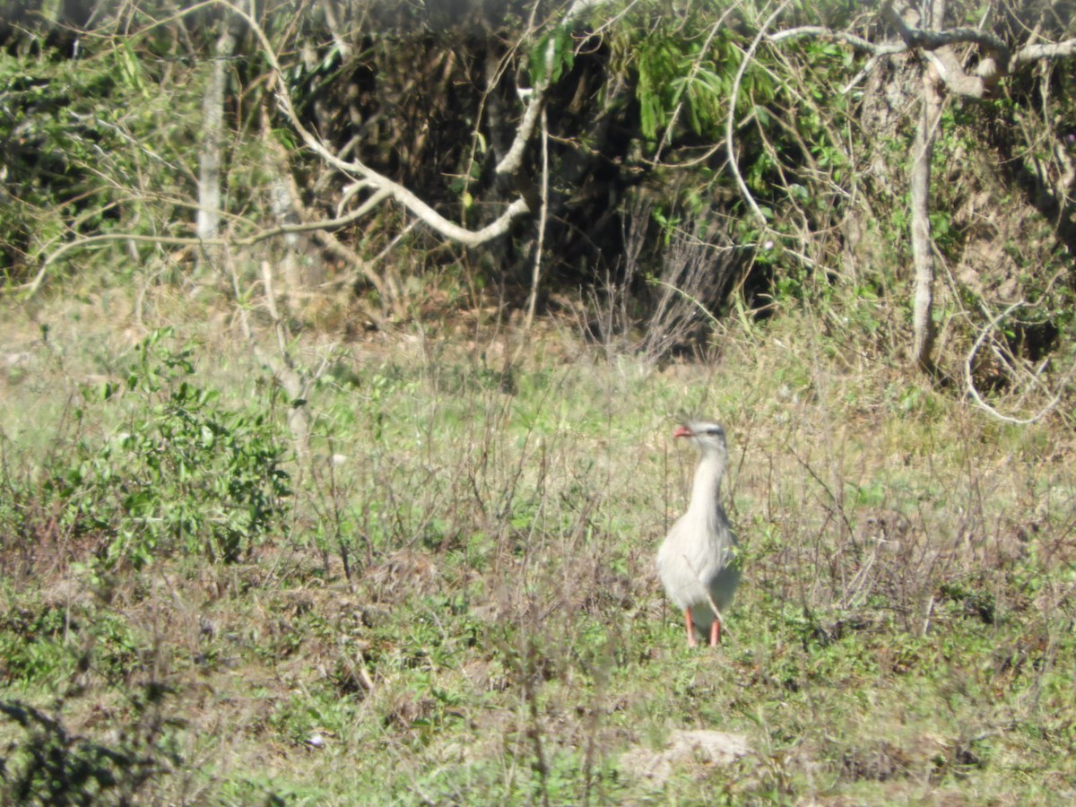 Red-legged Seriema - Silvia Enggist