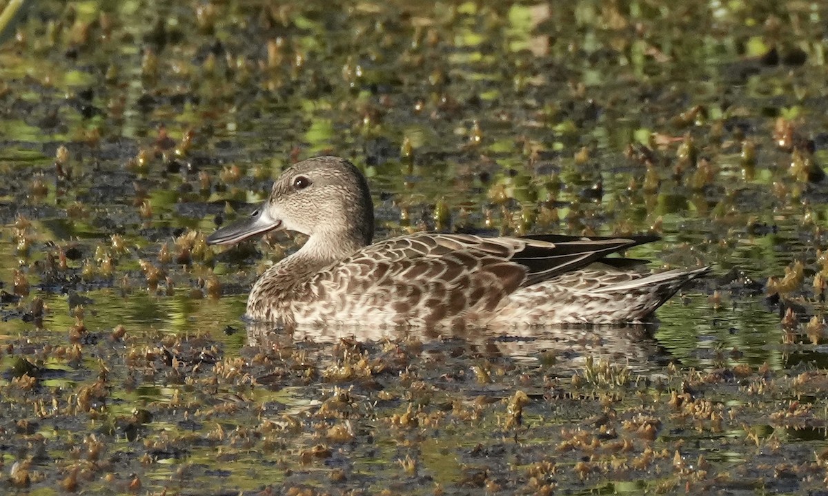 Blue-winged Teal - ML608407059