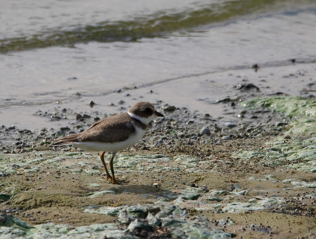 Semipalmated Plover - ML608407096