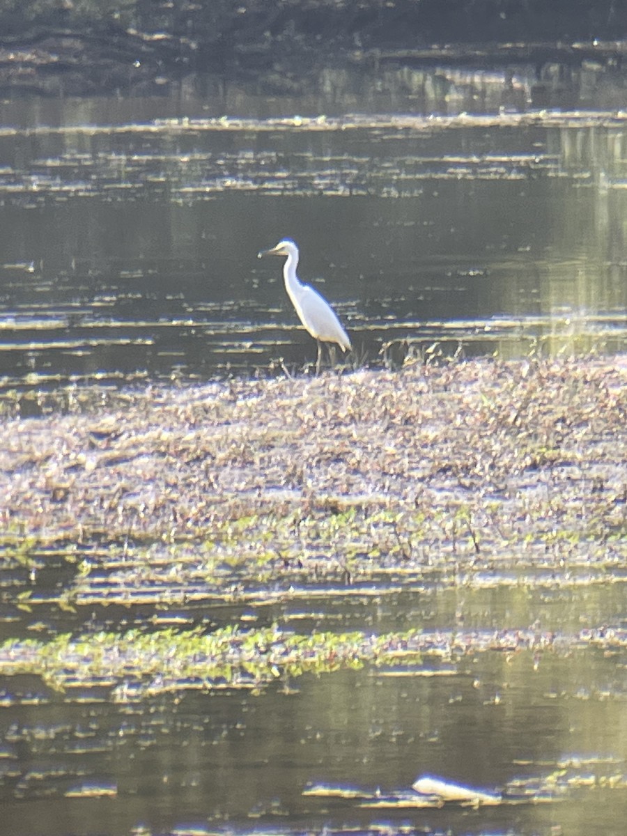 Little Blue Heron - ML608407111