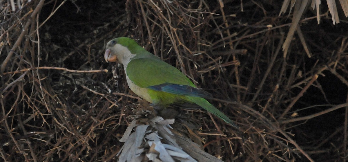 munkeparakitt - ML608407128