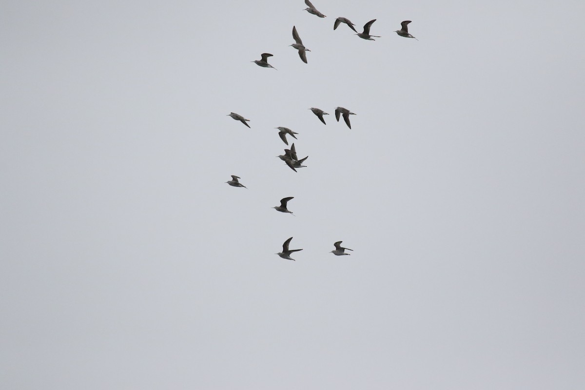 Wilson's Phalarope - ML608407169