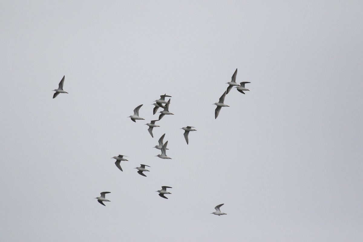 Wilson's Phalarope - ML608407170