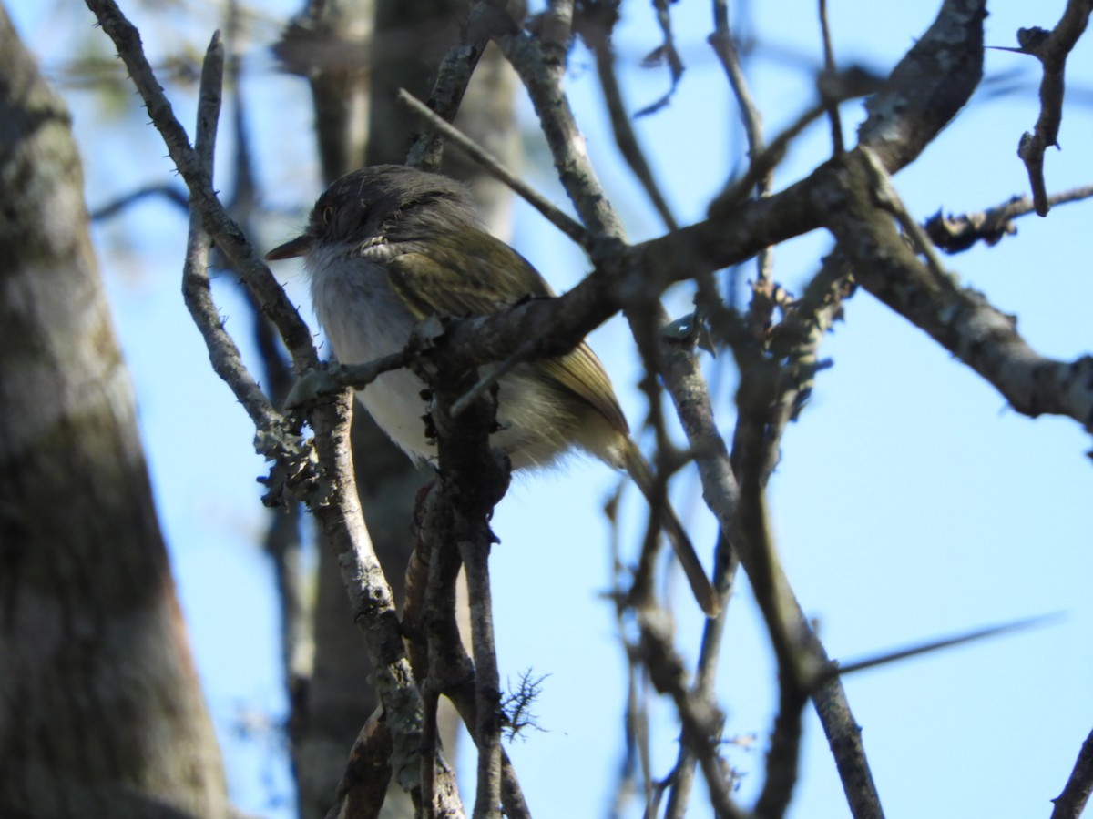 Pearly-vented Tody-Tyrant - Silvia Enggist