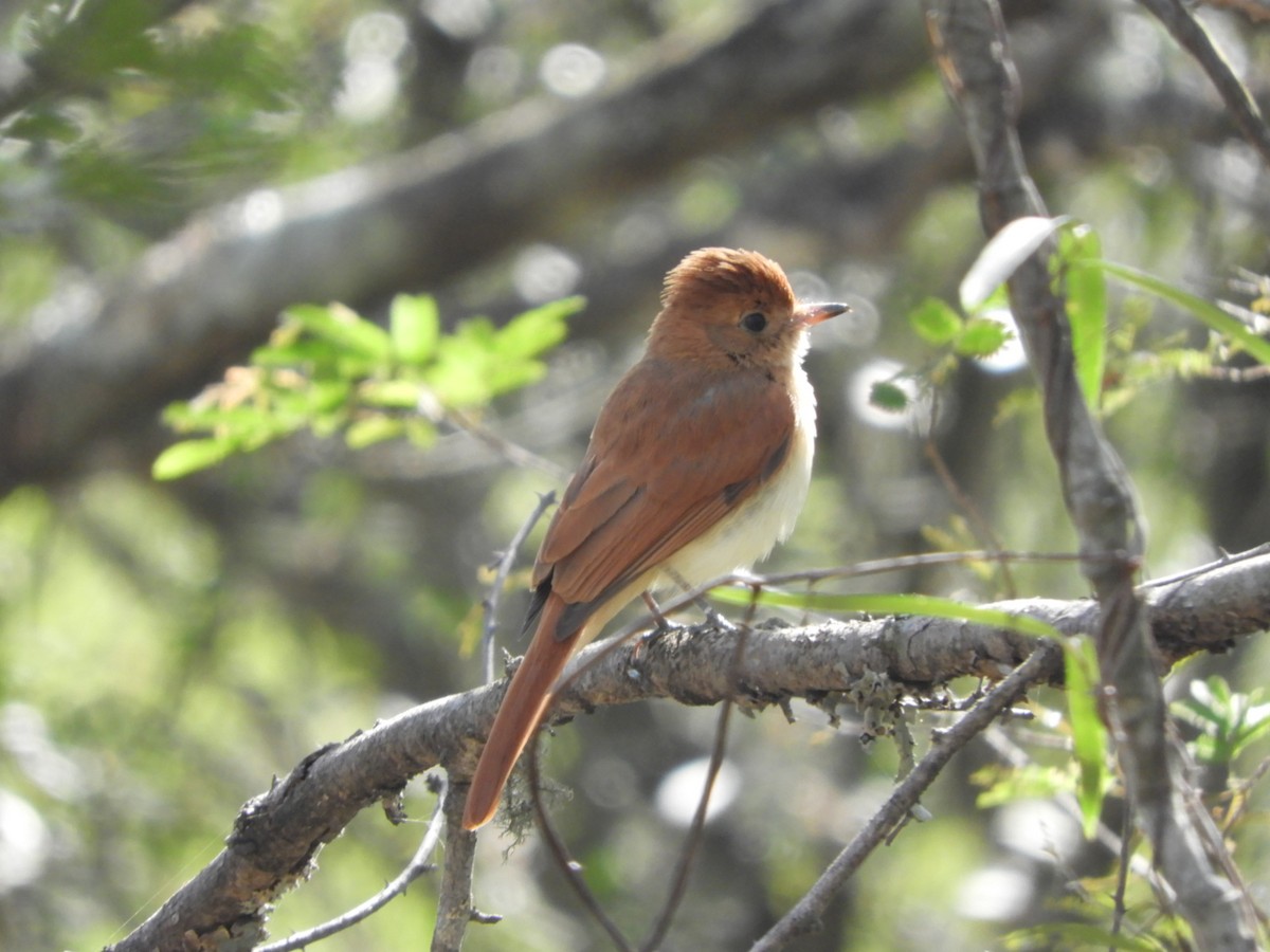 Rufous Casiornis - Silvia Enggist