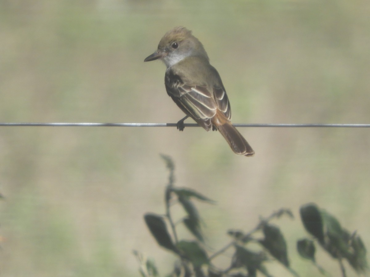 Brown-crested Flycatcher - ML608407248