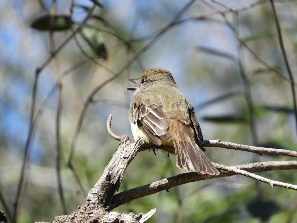 Brown-crested Flycatcher - ML608407259