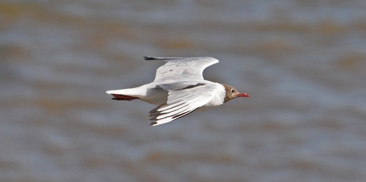 sørhettemåke - ML608407328