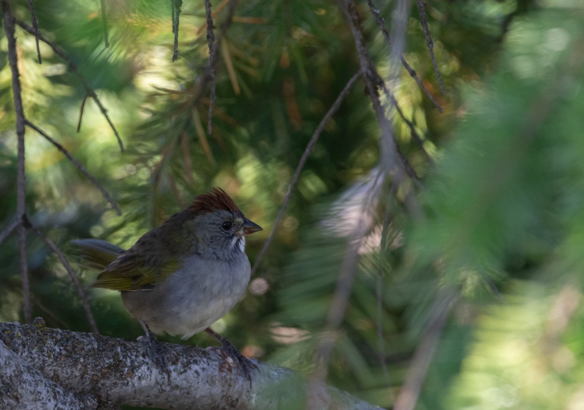 Green-tailed Towhee - Matt Watson