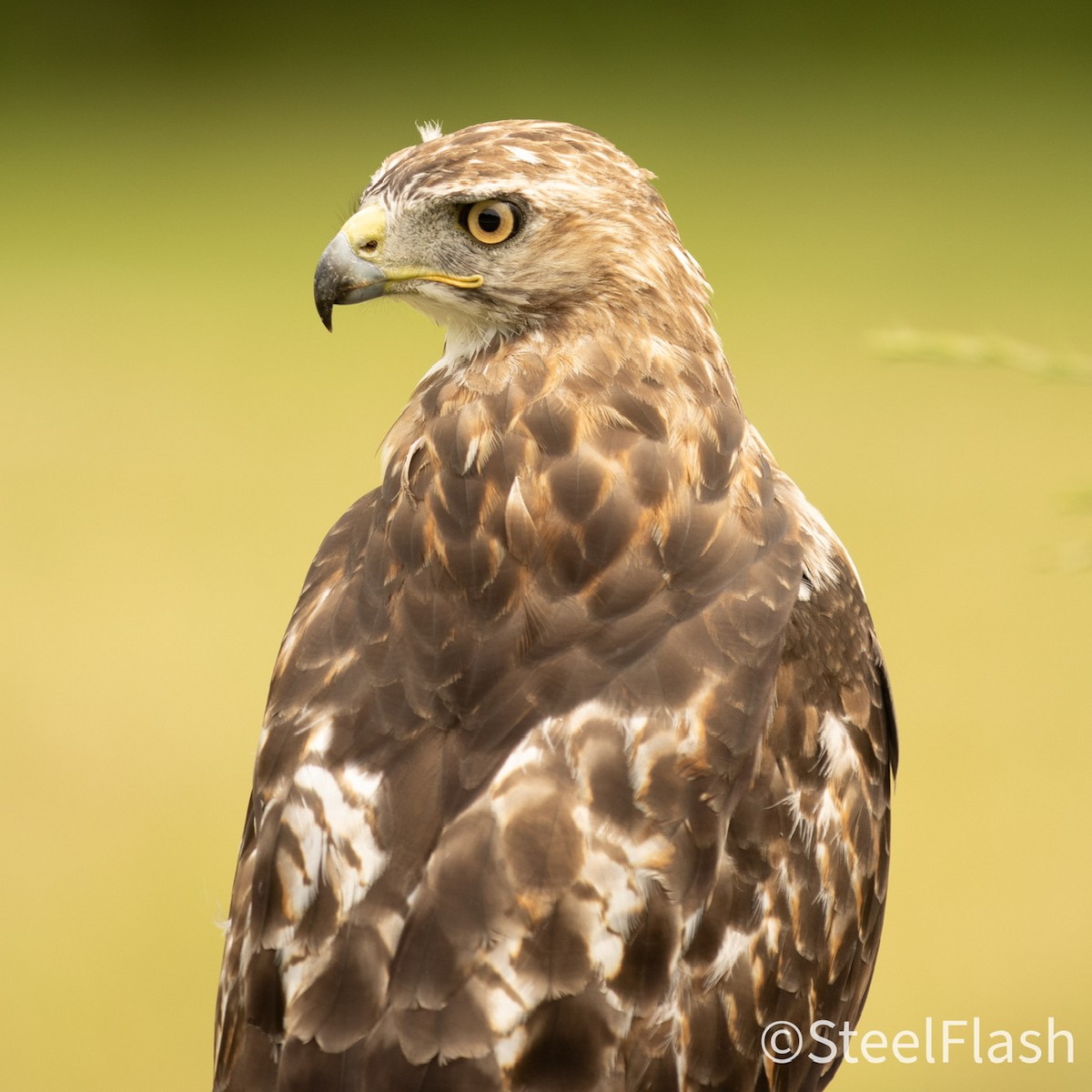 Red-tailed Hawk - ML608407468