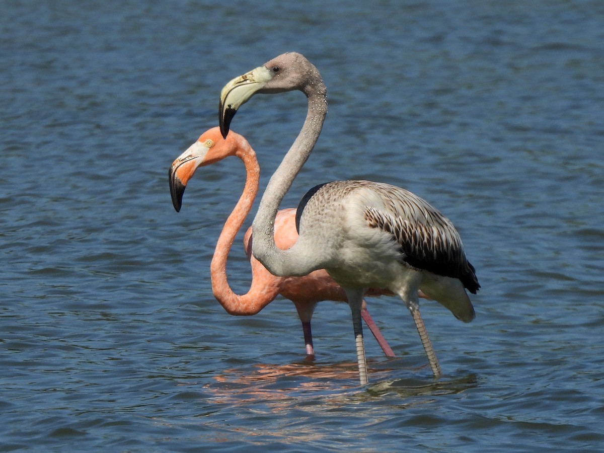 Amerika Flamingosu - ML608407541