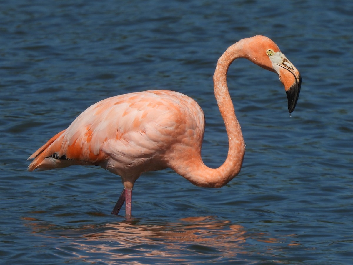 American Flamingo - Madeline Wellman