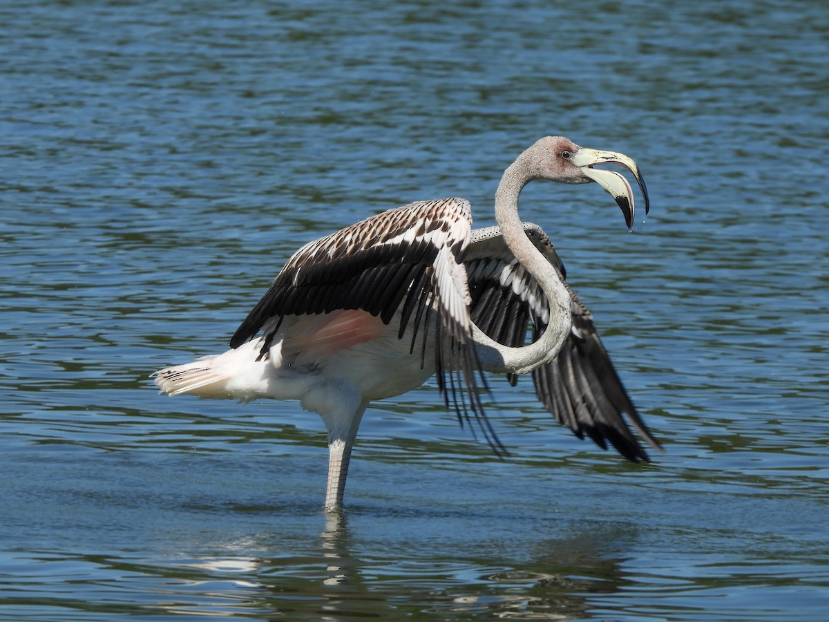 American Flamingo - Madeline Wellman