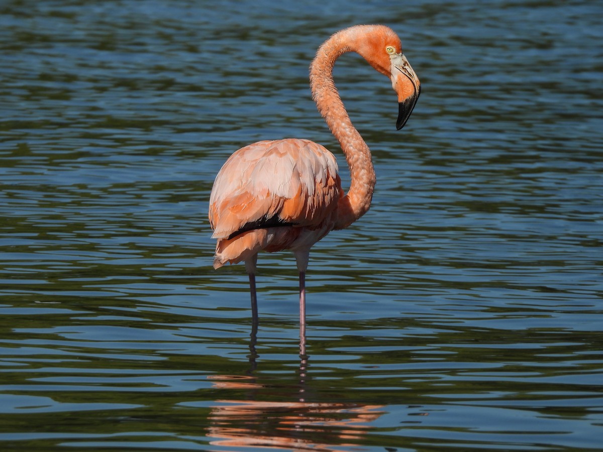 Amerika Flamingosu - ML608407567