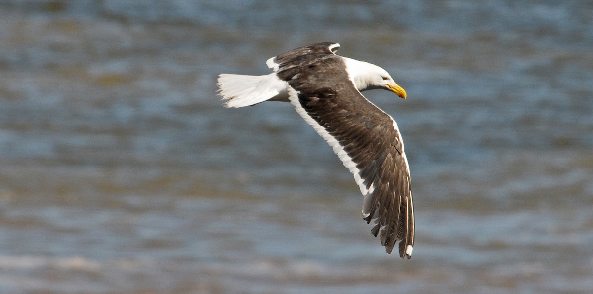 taremåke - ML608407591