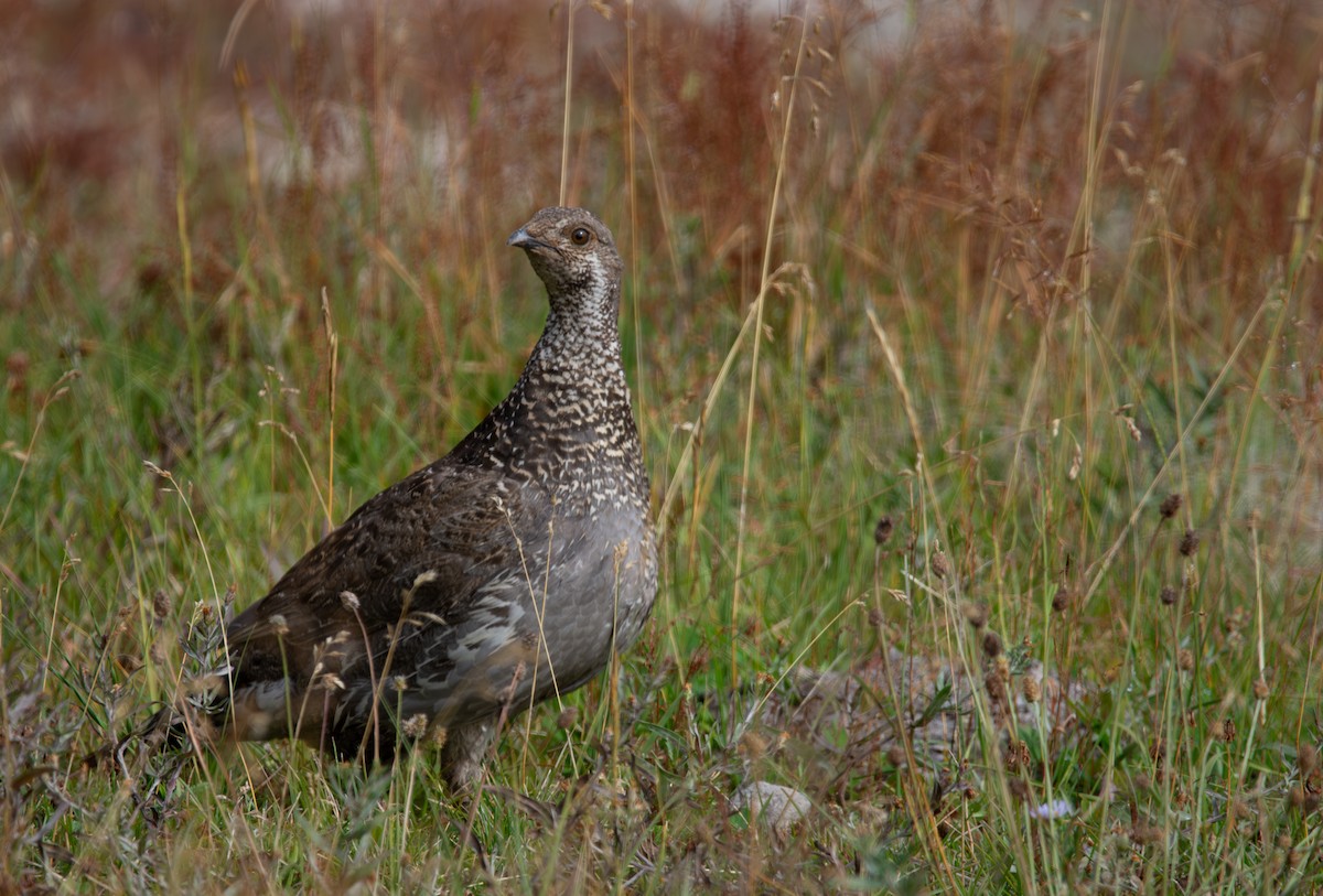 Dusky Grouse - Matt Watson